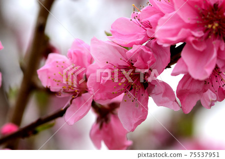 桃花三月 桃花三月 75537951