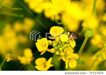 Rape blossoms March Rape blossoms March 75537974