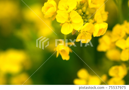 油菜花開三月 油菜花開三月 75537975