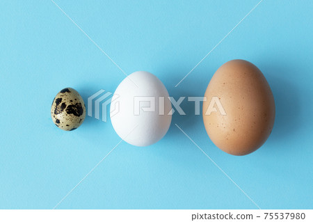 Three type of different birds eggs isolated on blue paper background. Various size and kind choice concept. Quail, egg and turkey eggs nutrients comparison. Segregation and equlty 75537980