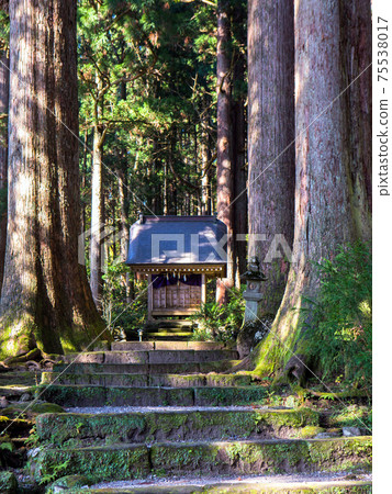 巨樹和立山大宮（垂直） 75538017