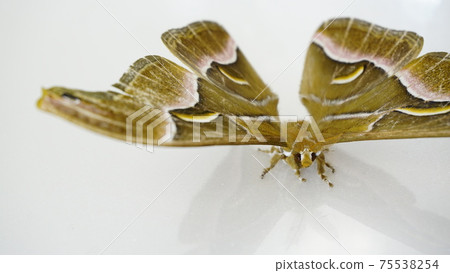 Large moth, wings of silkworm 75538254