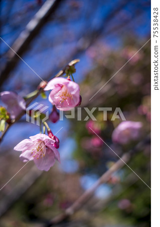 河津櫻花盛開在暴風雨來臨的公園的藍天下 河津櫻花盛開在暴風雨來臨的公園的藍天下 75538428