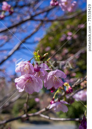 河津櫻花盛開在暴風雨來臨的公園的藍天下 河津櫻花盛開在暴風雨來臨的公園的藍天下 75538429