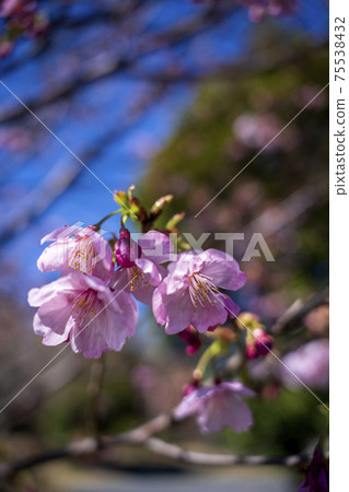 河津櫻花盛開在暴風雨來臨的公園的藍天下 75538432