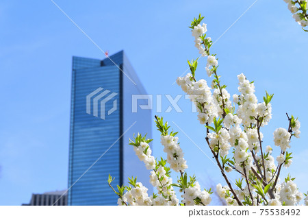 大阪市桃園市花友大阪城公園 大阪市桃園市花友大阪城公園 75538492