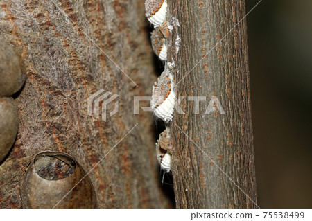 Iselia scale insect larva 75538499