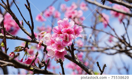 沖繩的櫻花 75538620