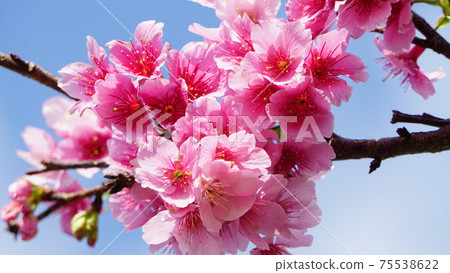 Cherry blossoms with outstanding density 75538622