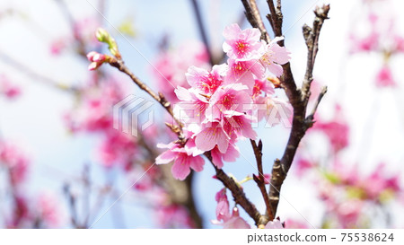 Blooming Okinawan cherry blossoms 75538624