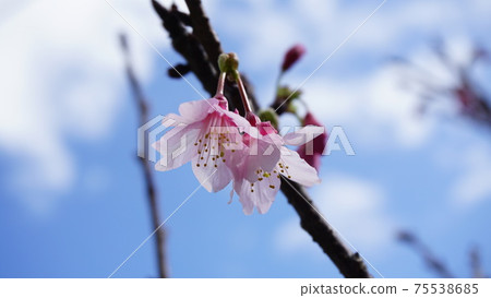 One-wheeled cherry blossoms One-wheeled cherry blossoms 75538685