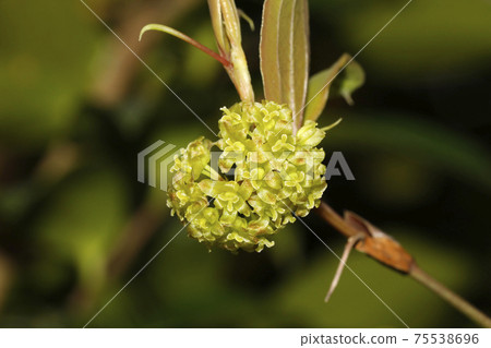 Flower of Sartoriyubara Flower of Sartoriyubara 75538696