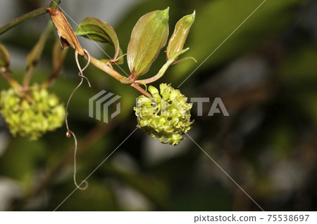 Flower of Sartoriyubara Flower of Sartoriyubara 75538697