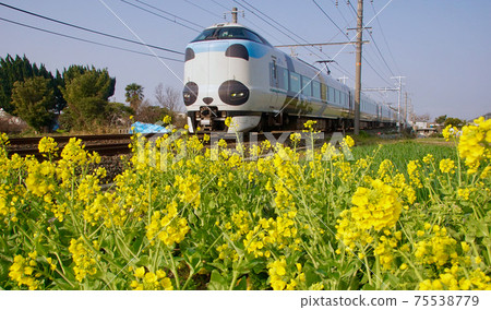 Rape blossoms and panda Kuroshio, Wakayama City, Wakayama Prefecture Rape blossoms and panda Kuroshio, Wakayama City, Wakayama Prefecture 75538779