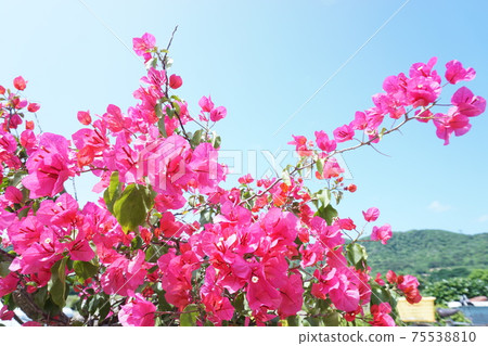Bougainvillea and clear sky Bougainvillea and clear sky 75538810