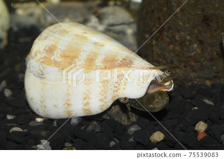 Clams, snails, shellfish eyes, swordfish, swordfish Clams, snails, shellfish eyes, swordfish, swordfish 75539083
