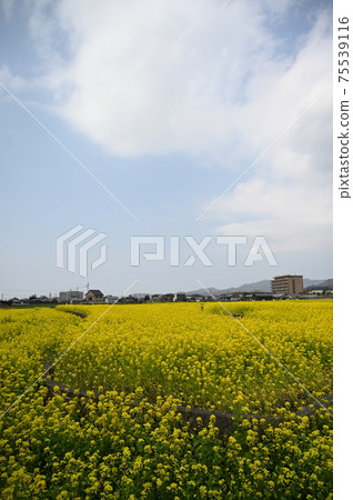 藍藍的天空和油菜田垂直 75539116