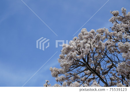 Next to the blue sky and cherry blossoms 75539123