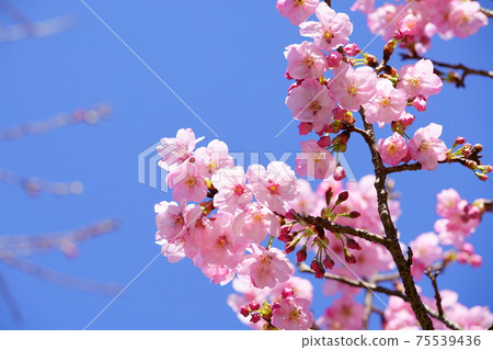 Light pink cherry blossoms Light pink cherry blossoms 75539436