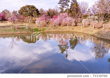 梅花花園池塘 梅花花園池塘 75539700