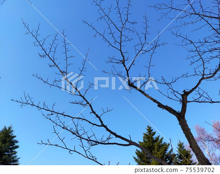 一棵樹蔓延無葉在藍藍的天空中的樹枝 一棵樹蔓延無葉在藍藍的天空中的樹枝 75539702