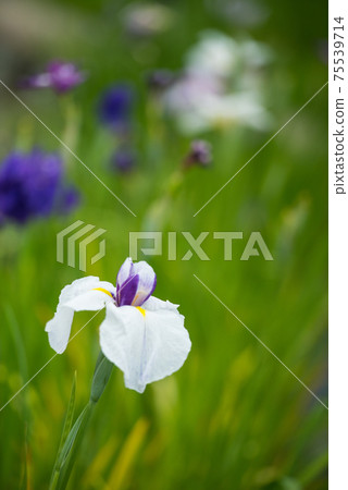 Pretty blooming flower shobu Pretty blooming flower shobu 75539714