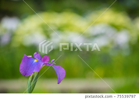 漂亮盛開的花 漂亮盛開的花 75539797
