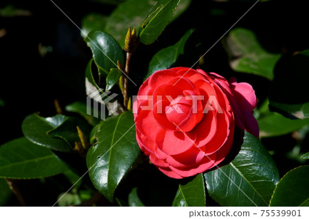 One red camellia flower One red camellia flower 75539901
