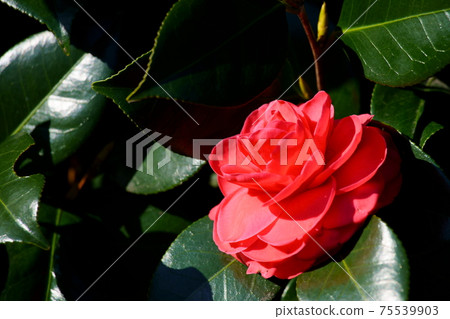 一朵紅山茶花 75539903