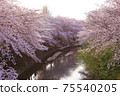 Cherry blossoms and rivers in full bloom 75540205