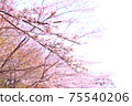 Cherry tree in full bloom  75540206