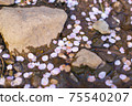 Cherry blossom petals on the water surface 75540207