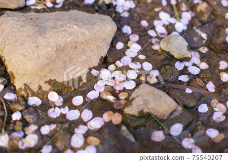 Cherry blossom petals on the water surface 75540207