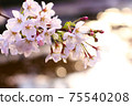 Cherry blossoms and balls blur 75540208