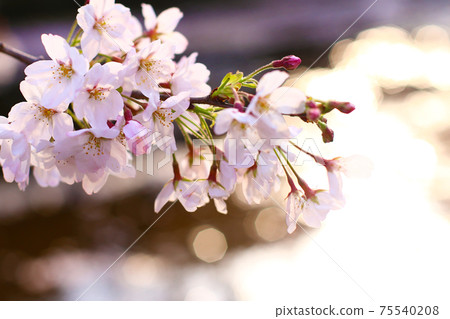 櫻花和球模糊 櫻花和球模糊 75540208