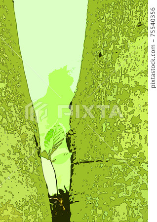Shining fresh green beech forest Shining fresh green beech forest 75540356