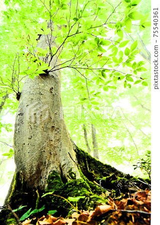 Shining fresh green beech forest 75540361