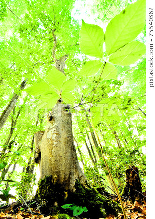 Shining fresh green beech forest 75540362