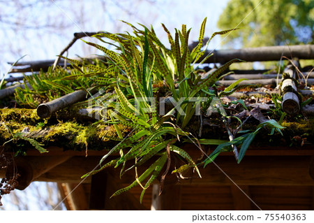 Moss growing on cherry trees 75540363