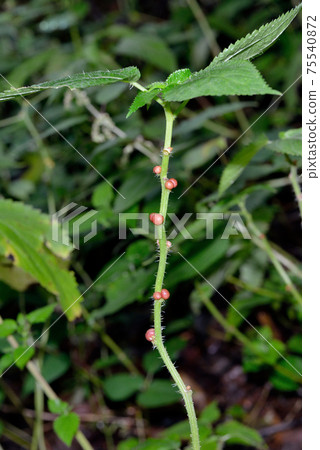 Laportea billifera 的繁殖體（北海道知床） 75540872