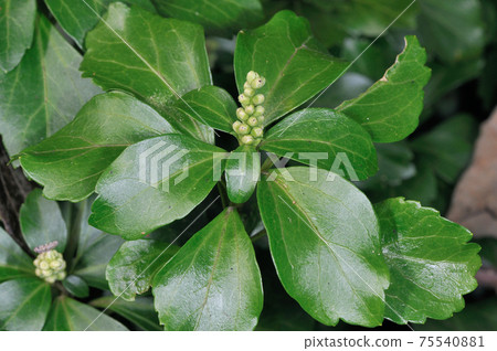 Pachysandra buds (Shikaoi Town, Hokkaido) Pachysandra buds (Shikaoi Town, Hokkaido) 75540881