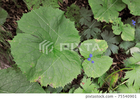 骨架花 北海道大雪山 照片素材 圖片 圖庫