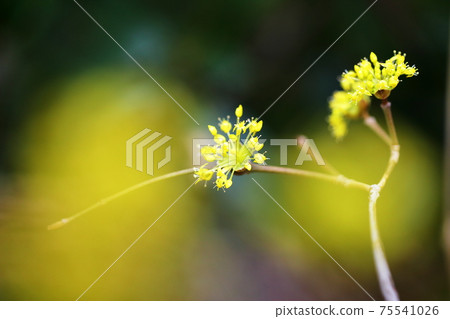 Sunshine Sunshine 75541026