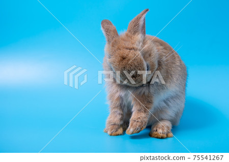 One brown young adorable bunny sitting lick and clean leg on blue background 75541267