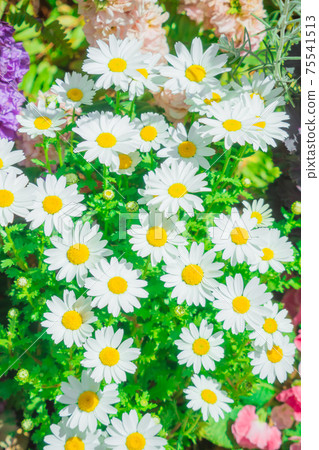 瑪格麗特 75541513