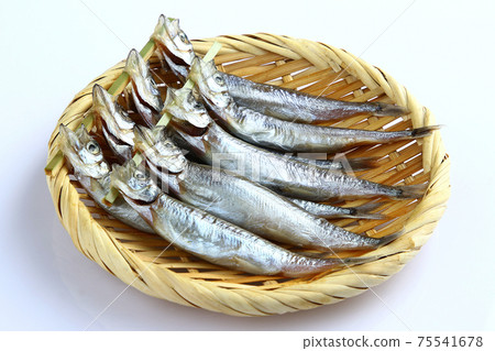 毛鱗魚 毛鱗魚 75541678