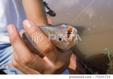 Piranha 75541714