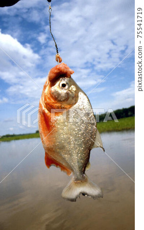 Piranha Piranha 75541719