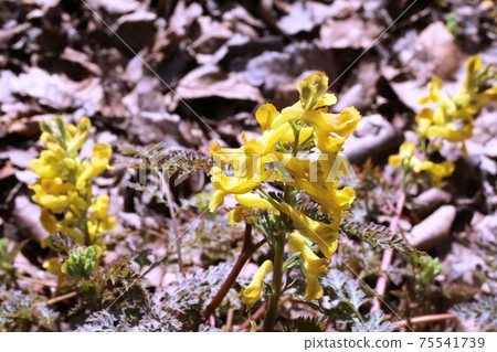 Bright yellow holly 75541739