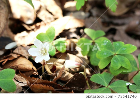 該白wood漿是關海山wood漿（關東三山配菜） 75541740